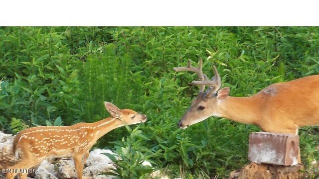 Lot 231 New Hope Rd, Rockwood, TN 37854