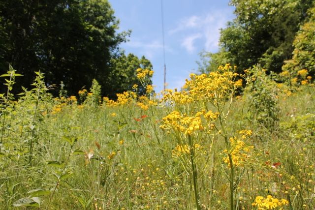 0 Meadows Rd, Portland, TN 37148