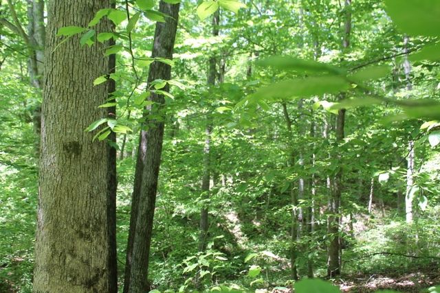 0 Meadows Rd, Portland, TN 37148