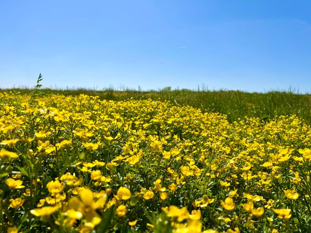 306 Appaloosa Trail, Wilmore, KY 40390