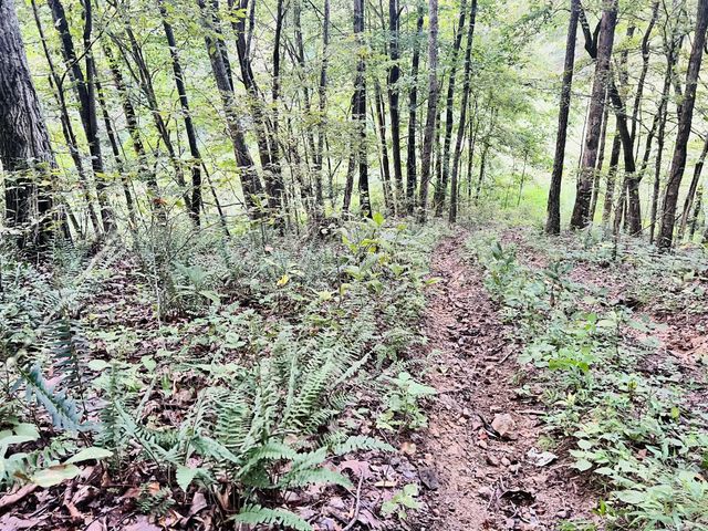 545 Deepwood Drive, Waverly, TN 37185