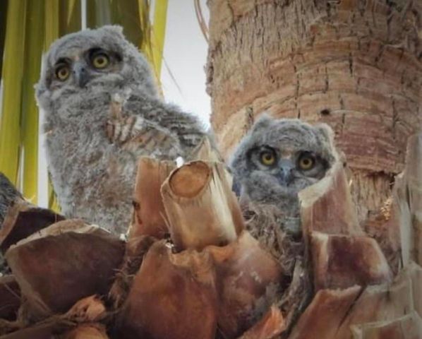 74711 Dillon Rd Spc 67, Desert Hot Springs, CA 92241