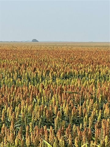 00 Fm-2044, Alice, TX 78332