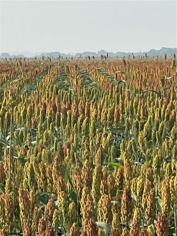 00 Fm-2044, Alice, TX 78332