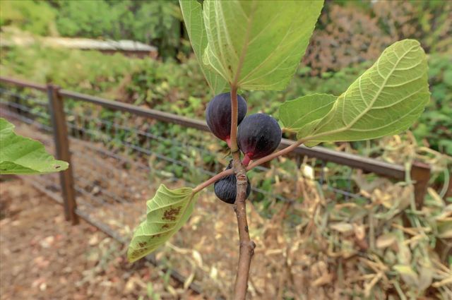 127 E Empire, Grass Valley, CA 95945