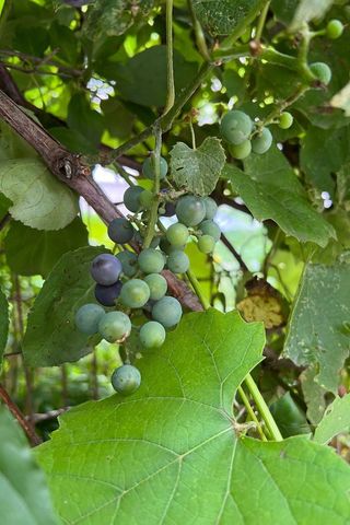 1929 Margaret Street, Saint Paul, MN 55119