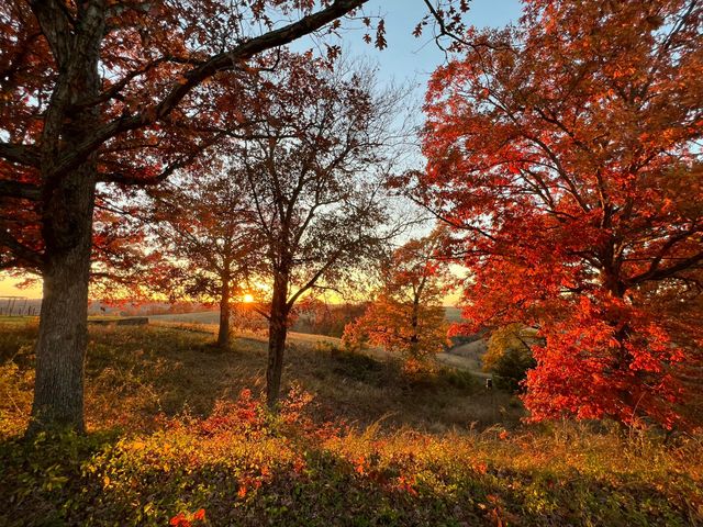 2024 Dogwood Tree Road, Reeds Spring, MO 65737