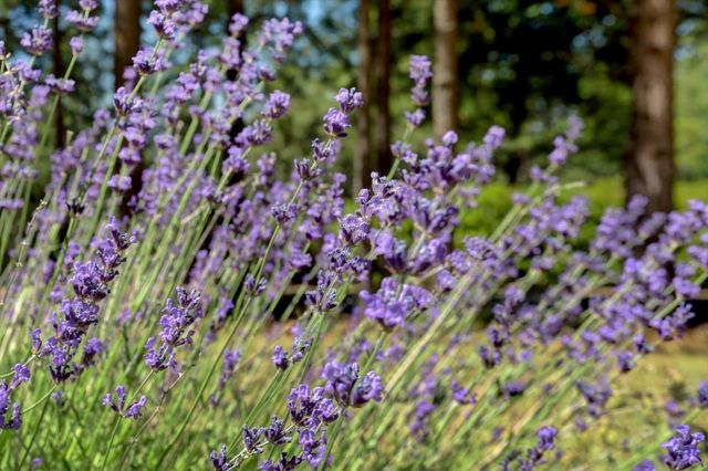 16934 Indian Flat Rd, Nevada City, CA 95959