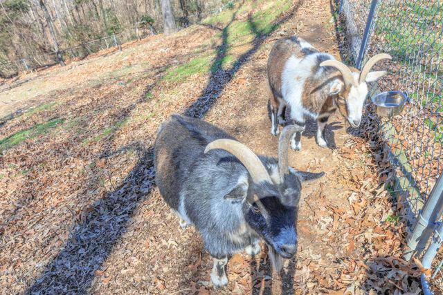 7004 Sleigh Lane, Harrison, TN 37341