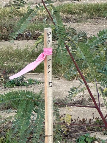 2407 Beverlywood Drive, Missouri City, TX 77489