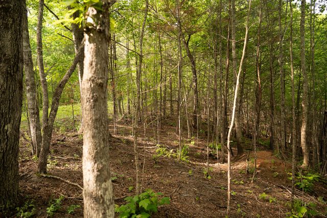 Tract 1 Century Lane, Blue Ridge, GA 30513