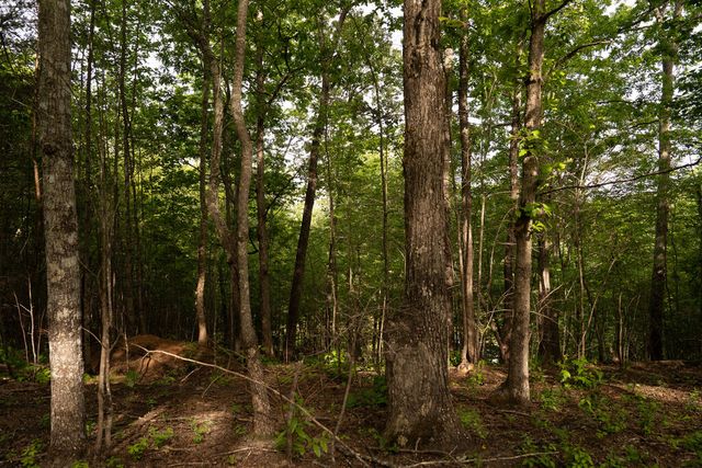 Tract 1 Century Lane, Blue Ridge, GA 30513