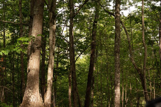 Tract 1 Century Lane, Blue Ridge, GA 30513