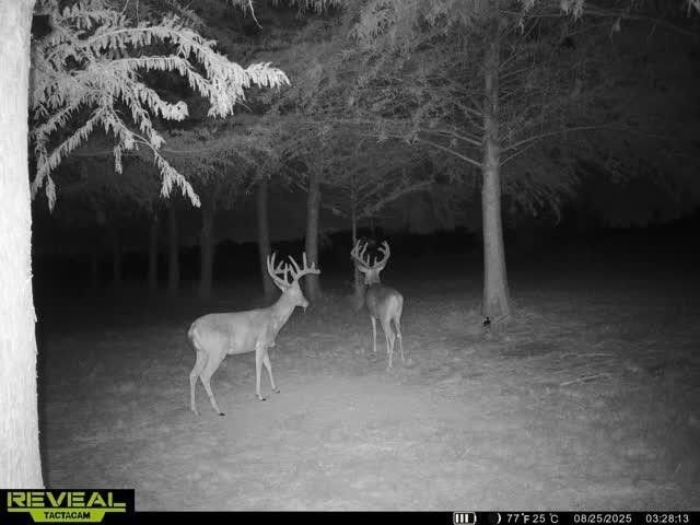 803-2 Westshore Drive, St Paul, TX 75098