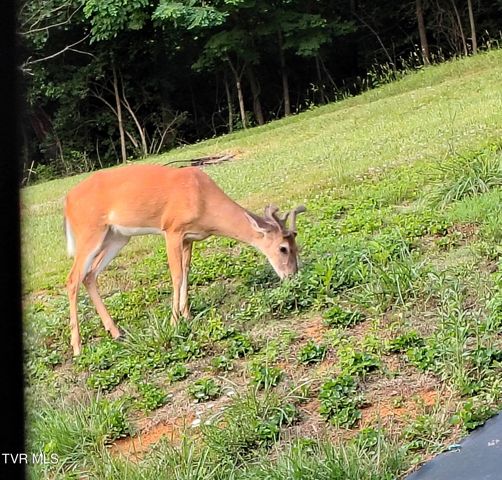 2071 Highway 421, Bristol, TN 37620