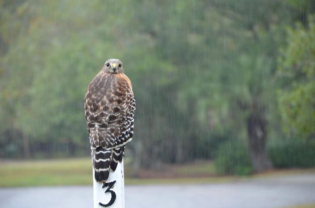 3582 Heathermoor Court, Mount Pleasant, SC 29466