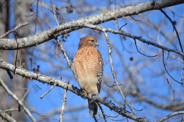 3582 Heathermoor Court, Mount Pleasant, SC 29466