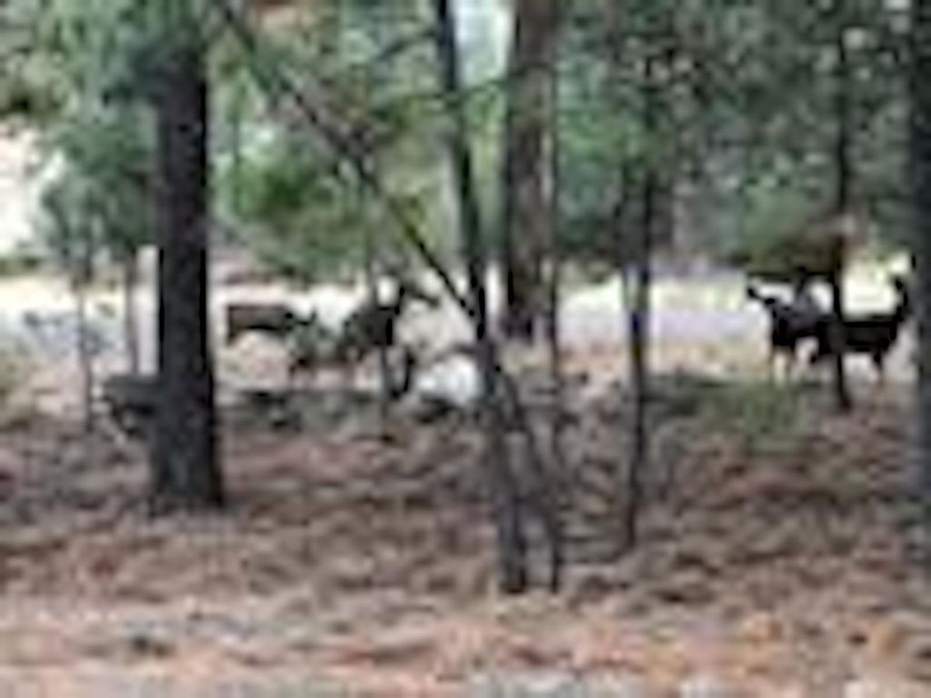 31824 Blue Grouse E Dr, Davenport, WA 99122 photo 24