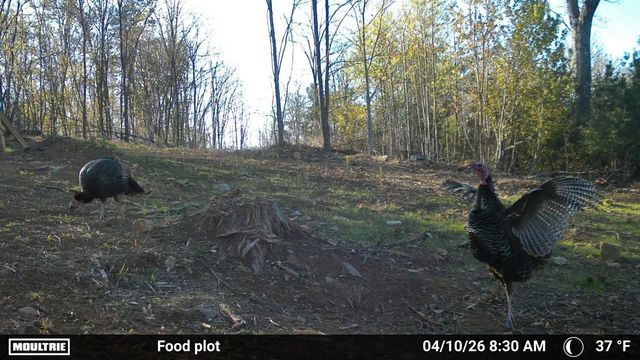 175 Hayden Mountain RD, Boones Mill, VA 24065