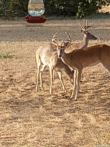 31910 Blanco, Bulverde, TX 78163