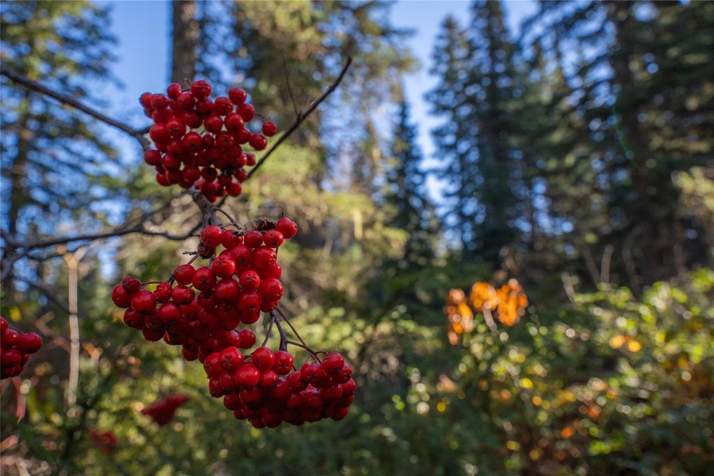 NHN Kelly Mountain Road, Columbia Falls, MT 59912 photo 11