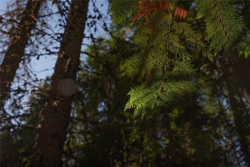 NHN Kelly Mountain Road, Columbia Falls, MT 59912 photo 12
