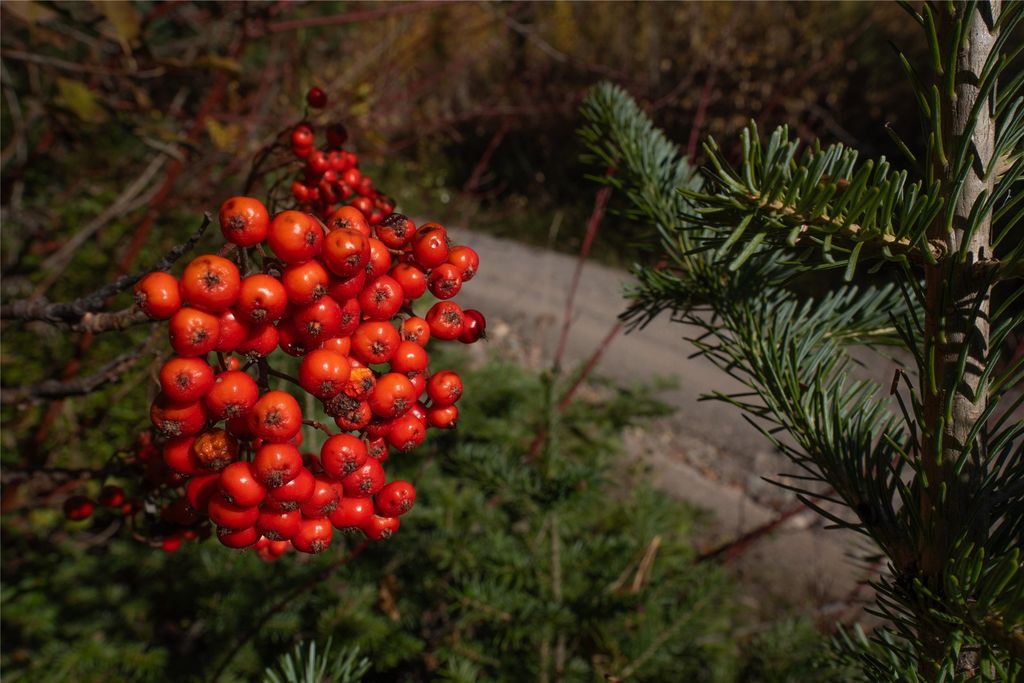 NHN Kelly Mountain Road, Columbia Falls, MT 59912 photo 15