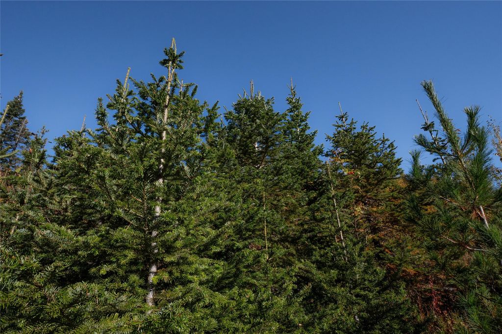 NHN Kelly Mountain Road, Columbia Falls, MT 59912 photo 17