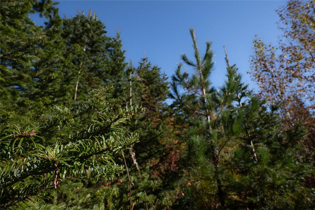 NHN Kelly Mountain Road, Columbia Falls, MT 59912 photo 18