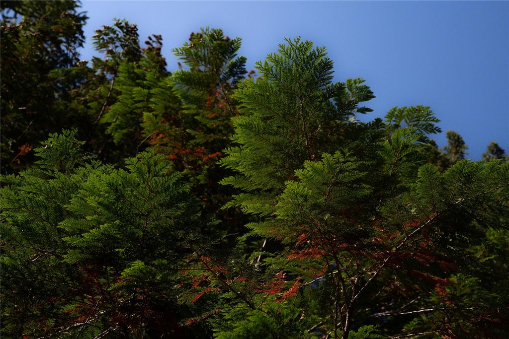 NHN Kelly Mountain Road, Columbia Falls, MT 59912 photo 25