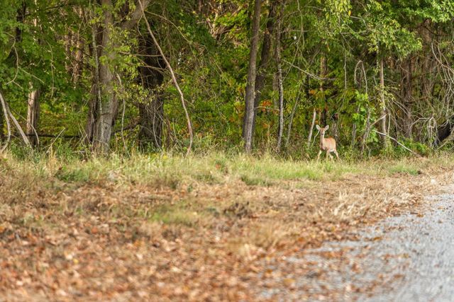 6 Sturgeon Creek Road, Cedar Hill, TN 37032