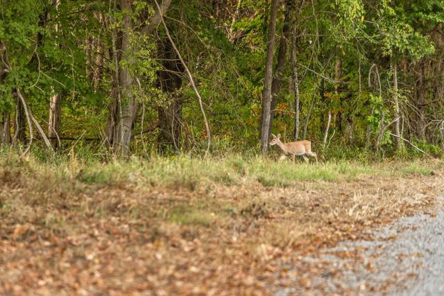 6 Sturgeon Creek Road, Cedar Hill, TN 37032