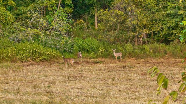 6 Sturgeon Creek Road, Cedar Hill, TN 37032