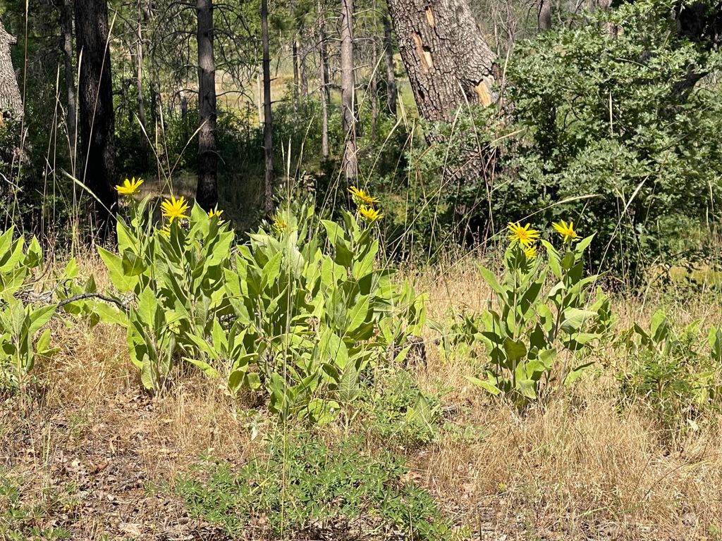 Image 8 of property listing at 34344 Shaver Springs Road, Auberry, CA 93602