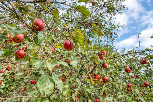 8287 W Hollyhock Avenue, Baldwin, MI 49304