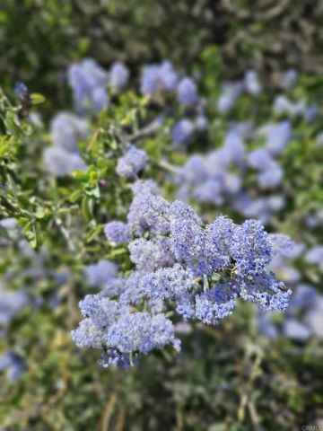 31139 Highway 94, Campo, CA 91906