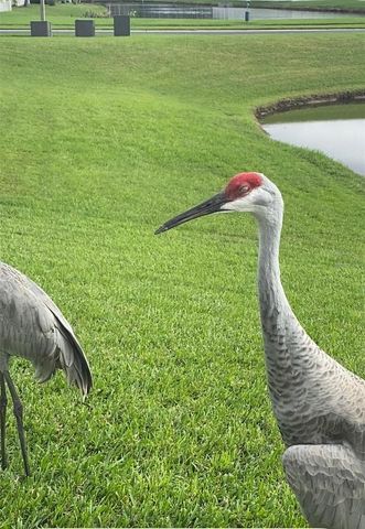 25500 GEDDY DRIVE, Land O Lakes, FL 34639