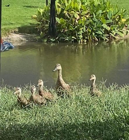 25500 GEDDY DRIVE, Land O Lakes, FL 34639