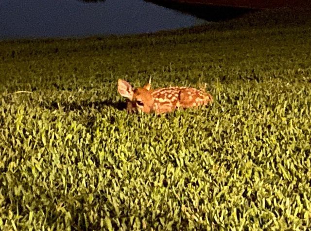 25500 GEDDY DRIVE, Land O Lakes, FL 34639