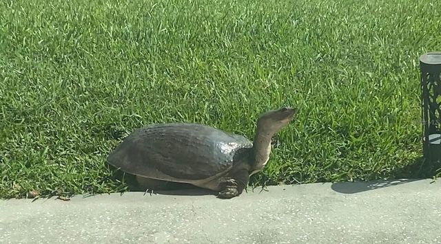 25500 GEDDY DRIVE, Land O Lakes, FL 34639