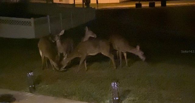 25500 GEDDY DRIVE, Land O Lakes, FL 34639