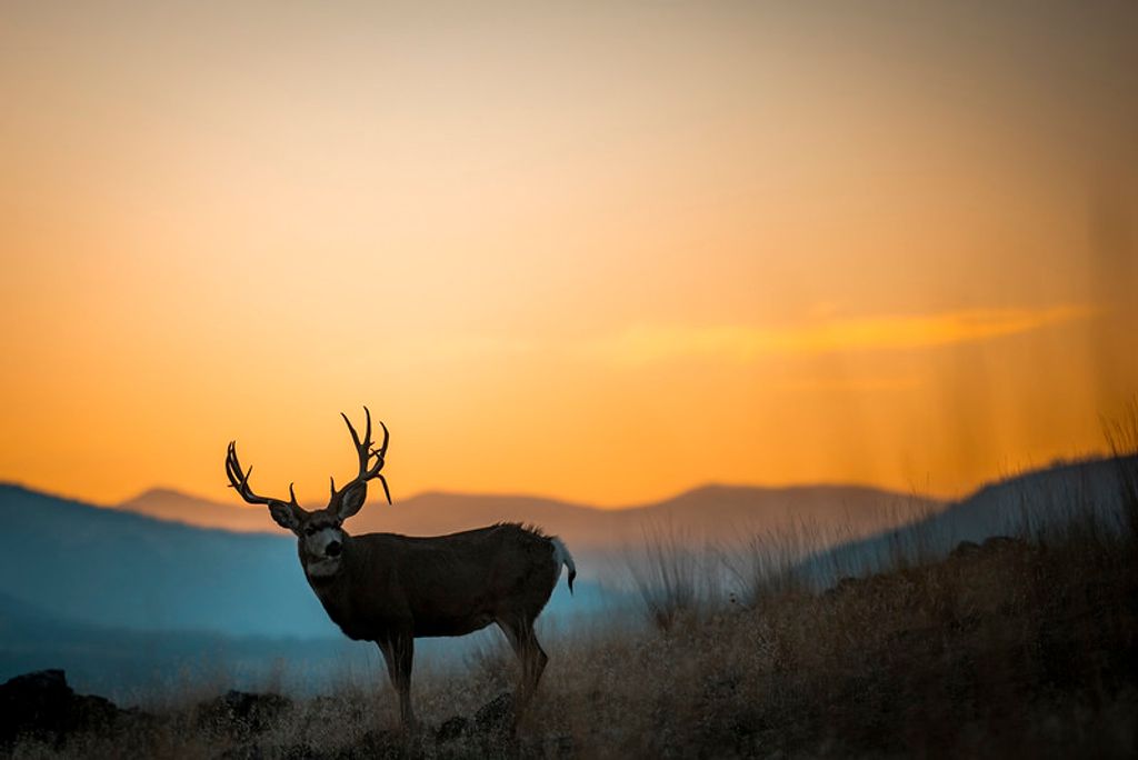 44625 Wild Horse Island Lane, Dayton, MT 59914