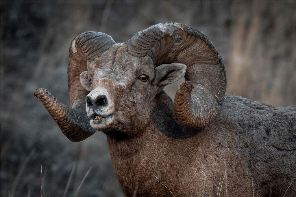 44625 Wild Horse Island Lane, Dayton, MT 59914 photo 100