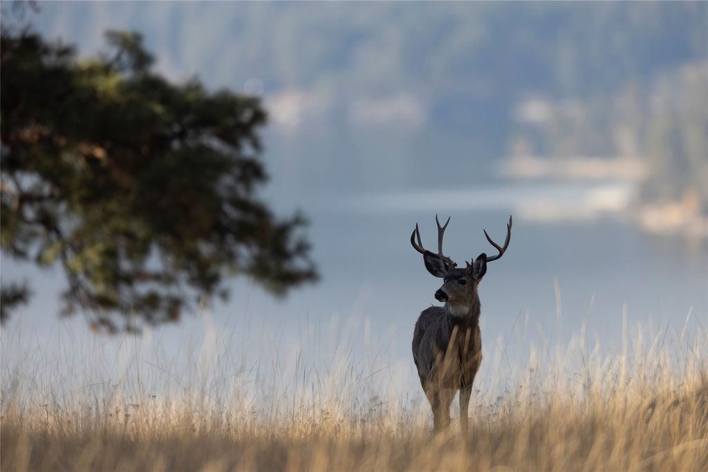 44625 Wild Horse Island Lane, Dayton, MT 59914 photo 101