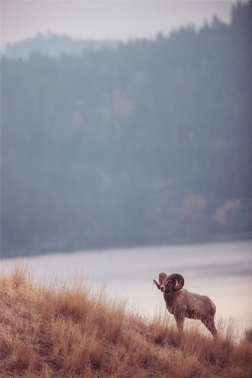 44625 Wild Horse Island Lane, Dayton, MT 59914 photo 16