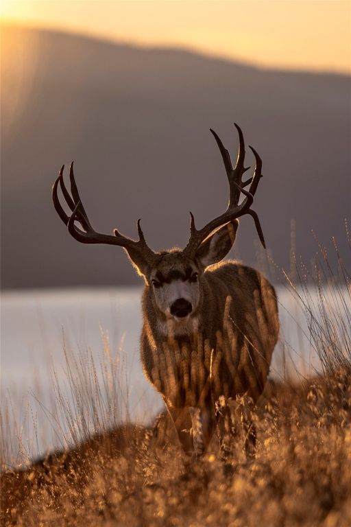 44625 Wild Horse Island Lane, Dayton, MT 59914 photo 18