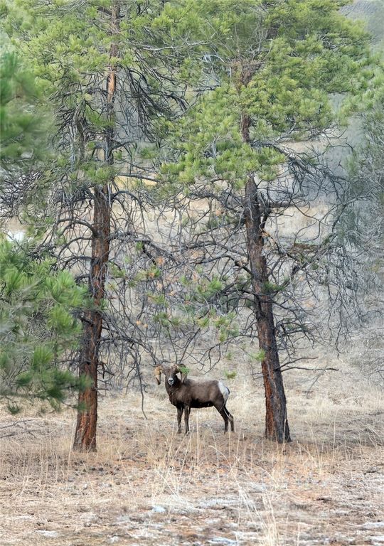 44625 Wild Horse Island Lane, Dayton, MT 59914 photo 25