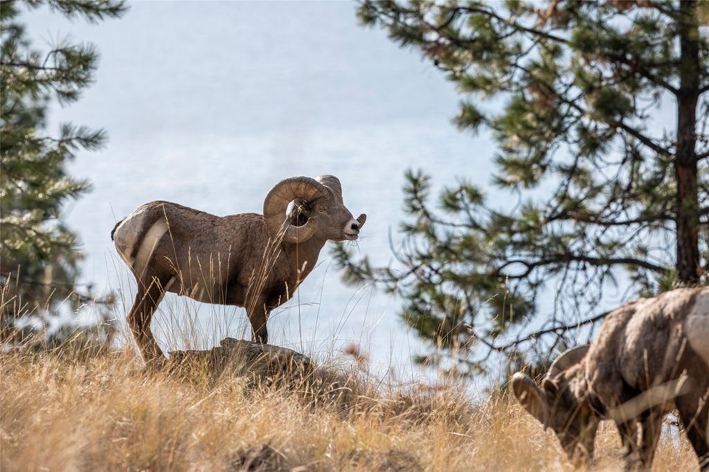 44625 Wild Horse Island Lane, Dayton, MT 59914 photo 26