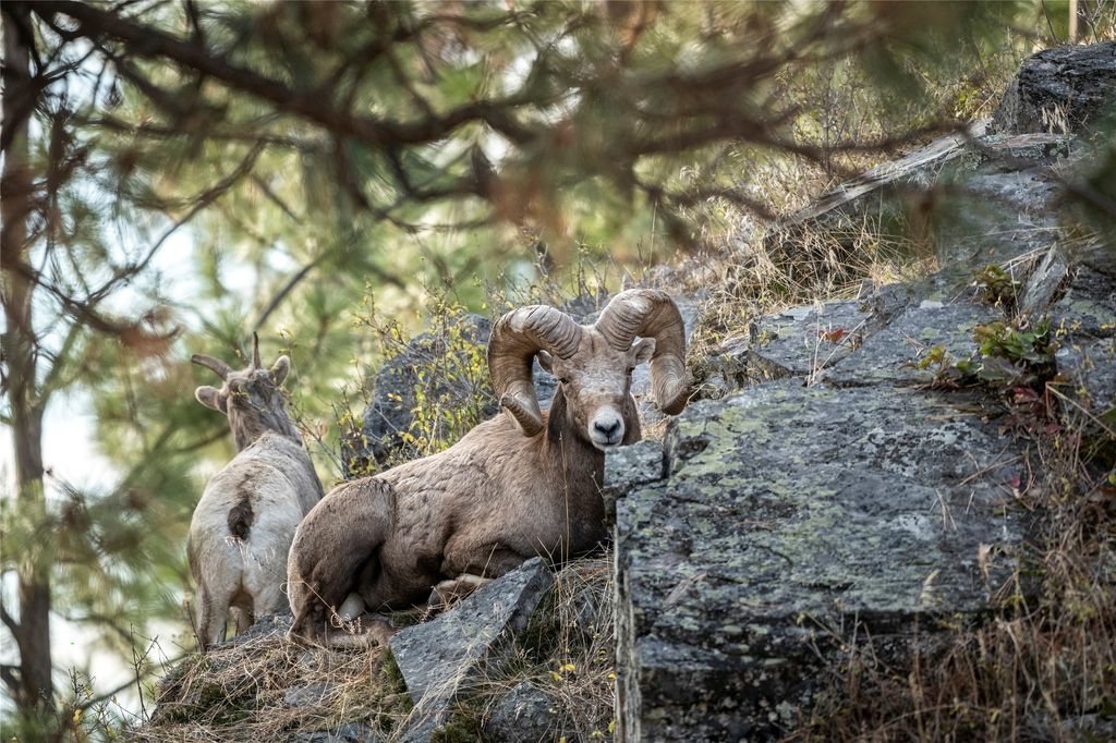 44625 Wild Horse Island Lane, Dayton, MT 59914 photo 27