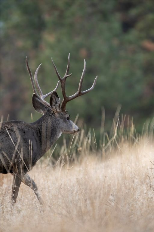 44625 Wild Horse Island Lane, Dayton, MT 59914 photo 28